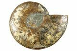 Cut & Polished Ammonite Fossil (Half) - Madagascar #282969-1